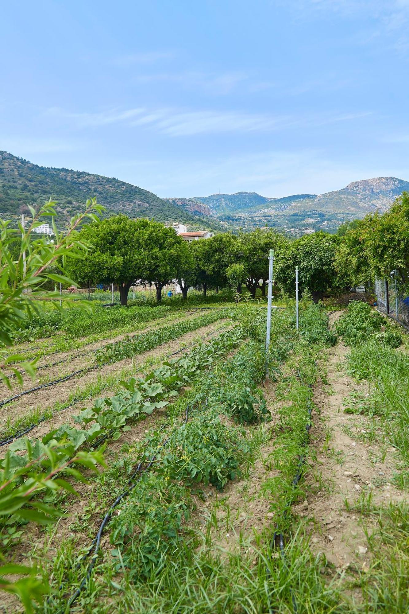 Melinda Pension & Restaurant Mesudiye  ภายนอก รูปภาพ